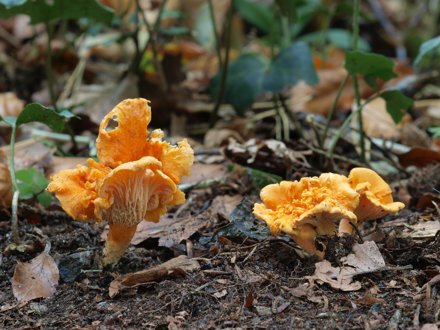 Samtpfifferling - Cantharellus Friesii