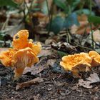 Samtpfifferling - Cantharellus Friesii