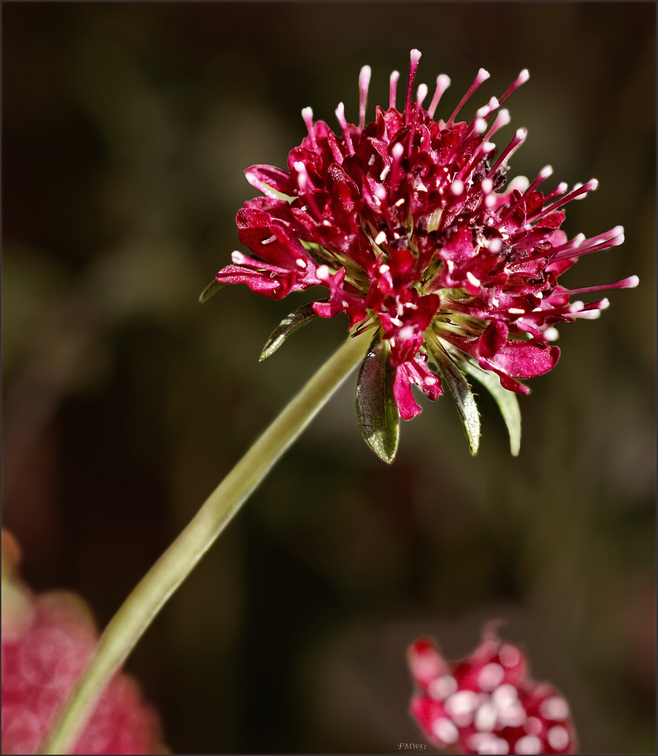 Samtscabiose „Chile Black“