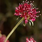 Samtscabiose „Chile Black“