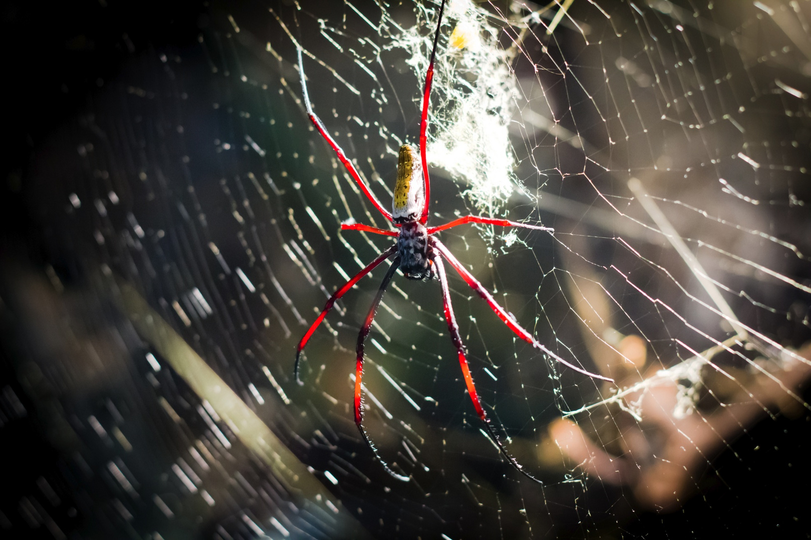 Samtspinne aus Namibia