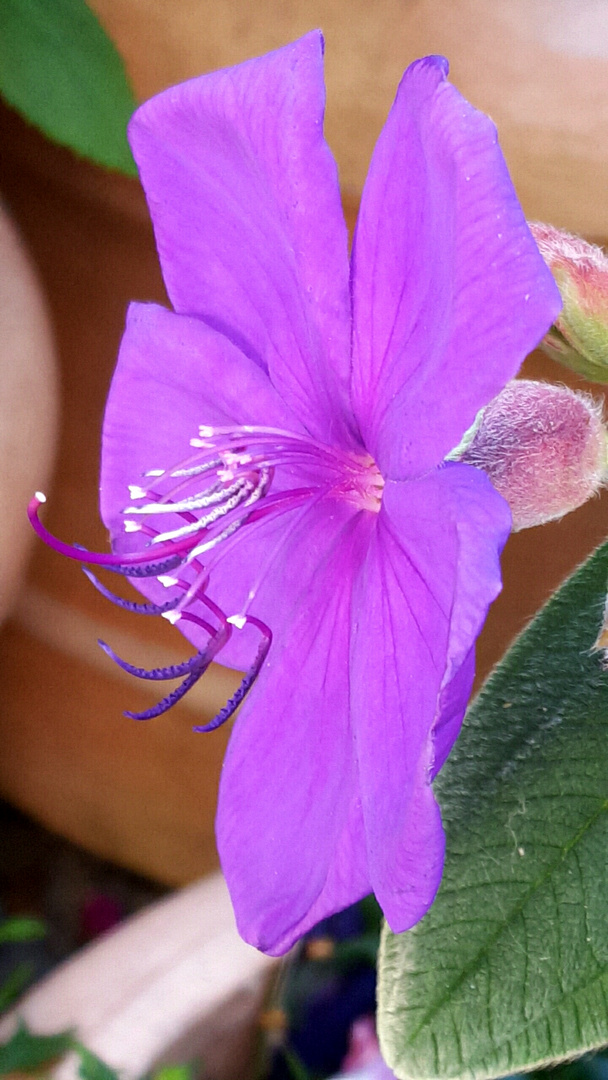  Samtveilchen Blüte 