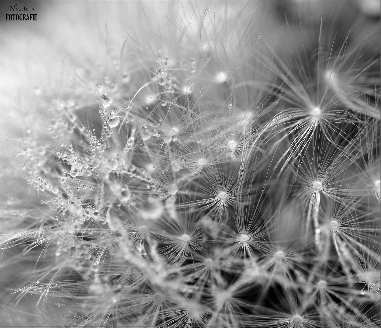 °°Samtweich°° Pustelblume im Morgentau