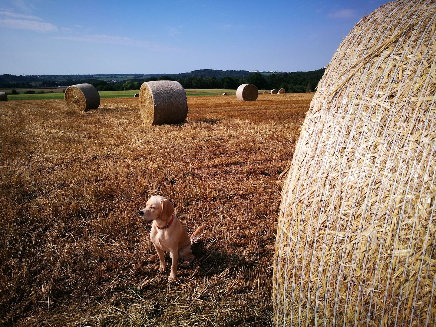 Samu looks for old summer...