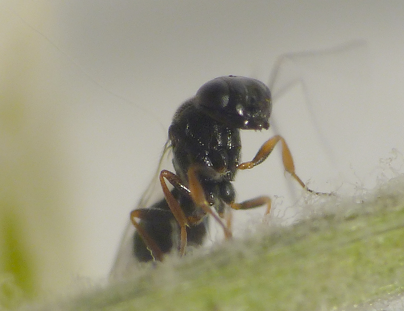 "Samurai-Wespe" (Trissolcus sp.) ??? - aus Baumwanzeneiern geschlüpft