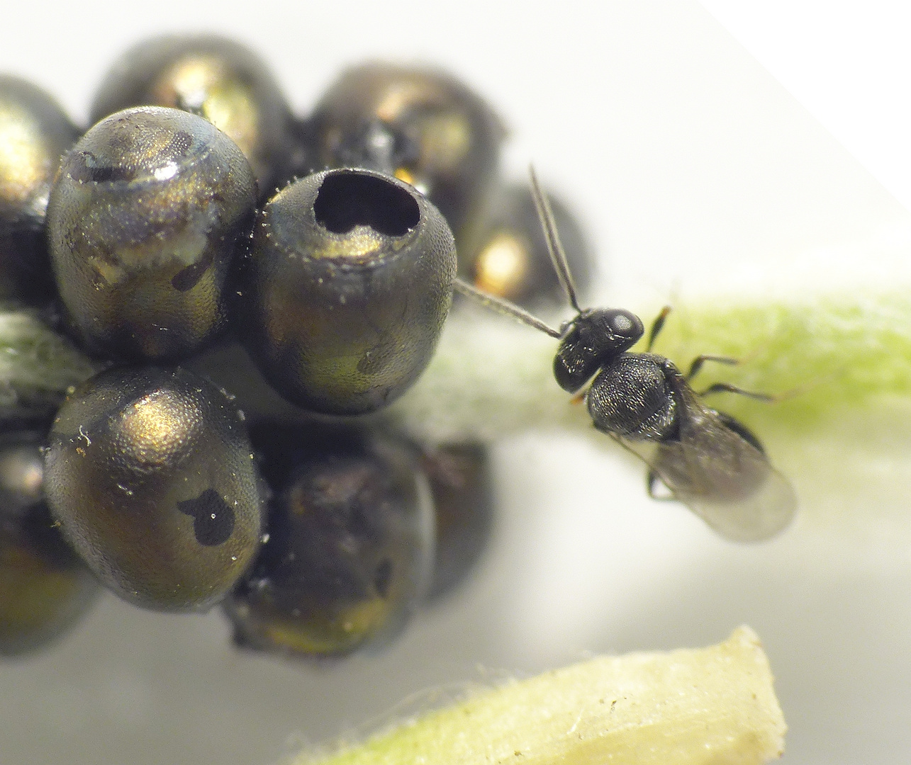 "Samurai-Wespe" (Trissolcus sp.) ??? - aus Baumwanzeneiern geschlüpft