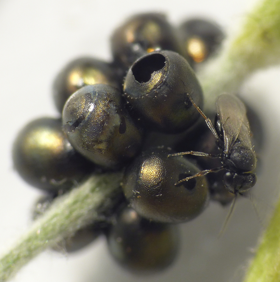 "Samurai-Wespe" (Trissolcus sp.) ??? - aus Baumwanzeneiern geschlüpft