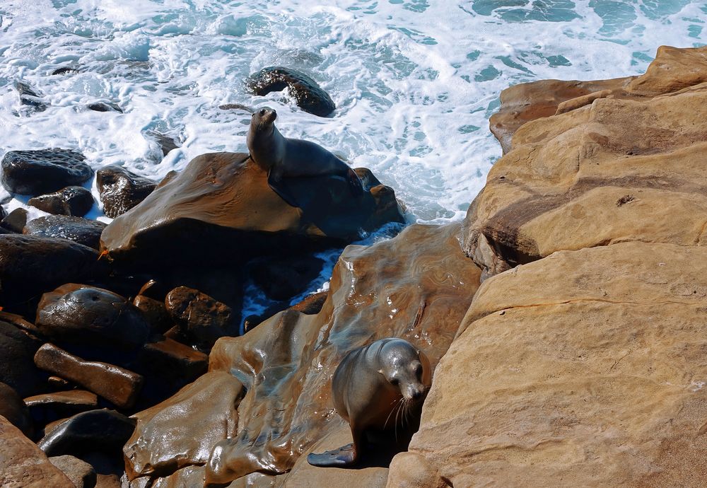 San Diego, La Jolla Cove'16