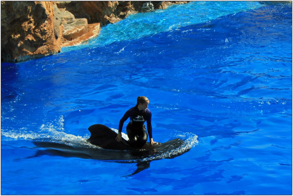 San Diego Sea World : ein Wal als Surfbrett ?