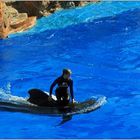 San Diego Sea World : ein Wal als Surfbrett ?