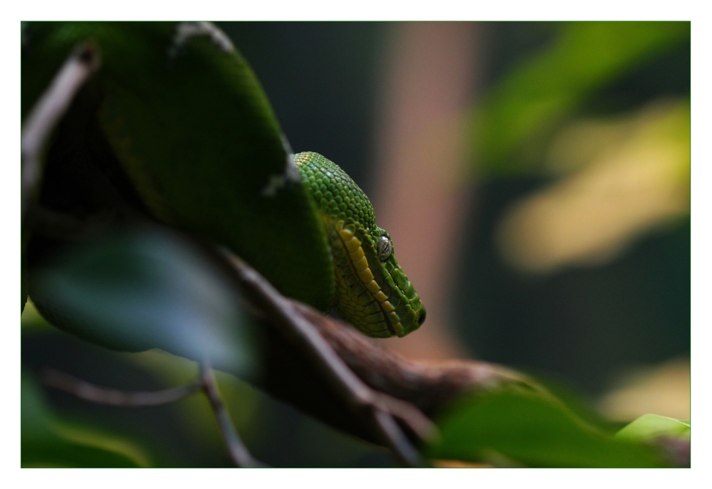 San Diego Zoo