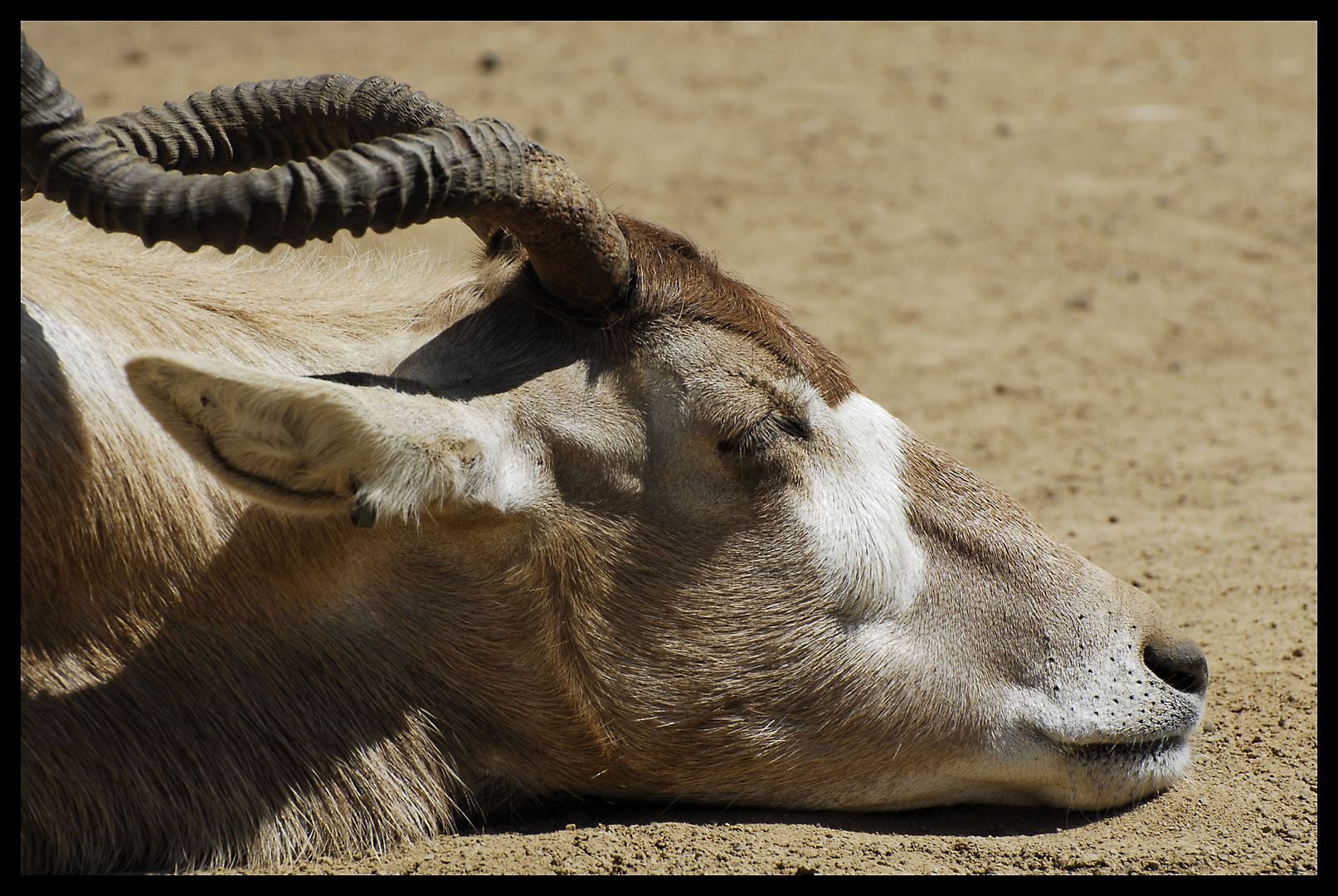 San Diego Zoo I