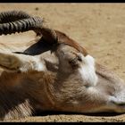 San Diego Zoo I