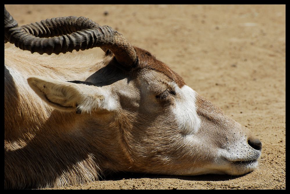 San Diego Zoo I