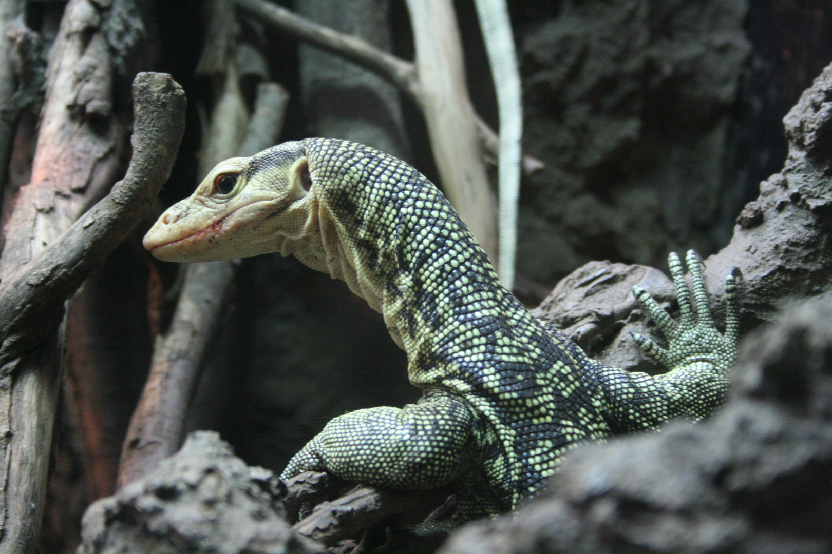 San Diego Zoo Lizard