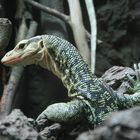 San Diego Zoo Lizard