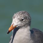 San Franciscan Birds