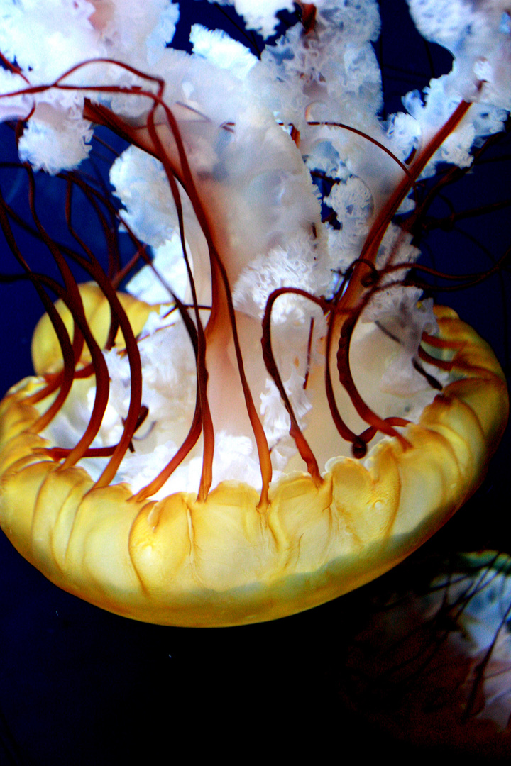 San Francisco - Aquarium