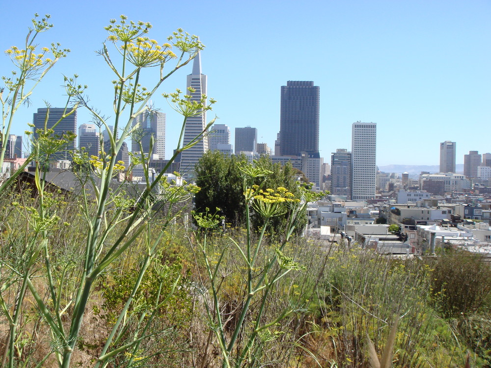 San Francisco Downtown Idylle