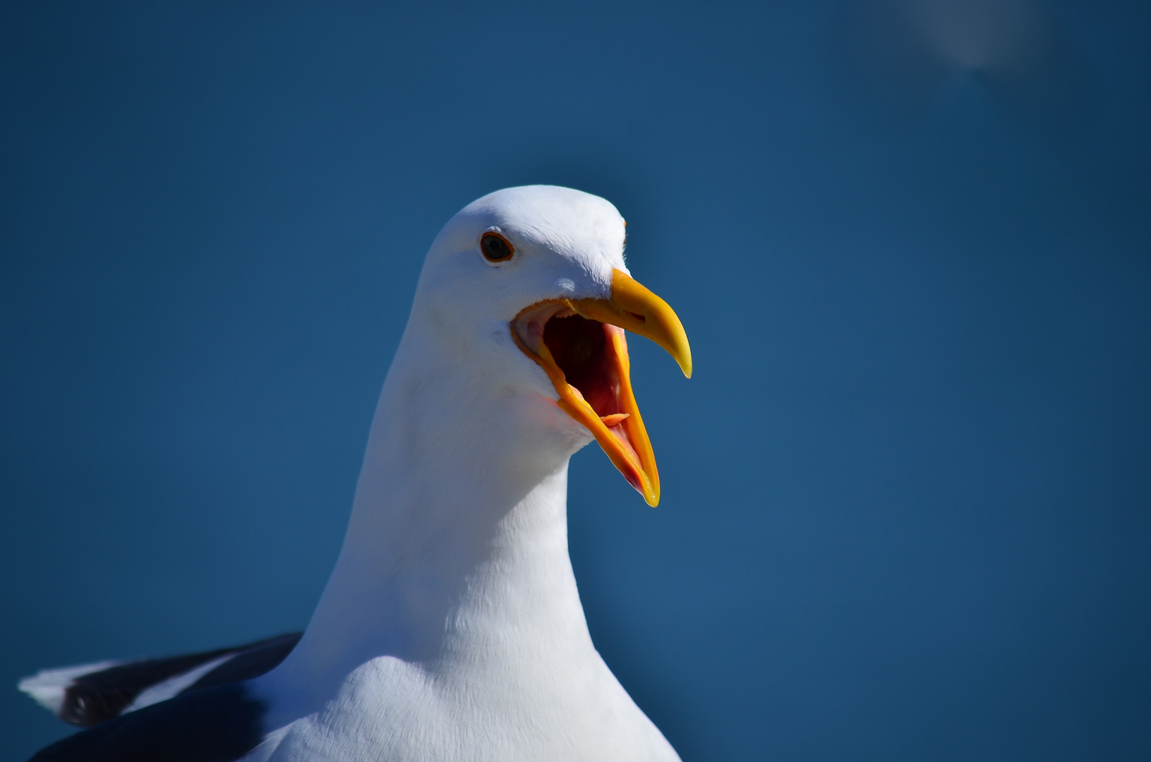 San Francisco Gull