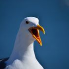 San Francisco Gull