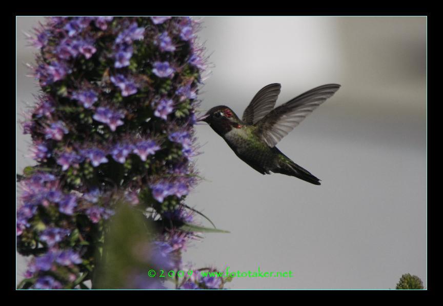 San Francisco Hummingbirds