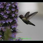 San Francisco Hummingbirds