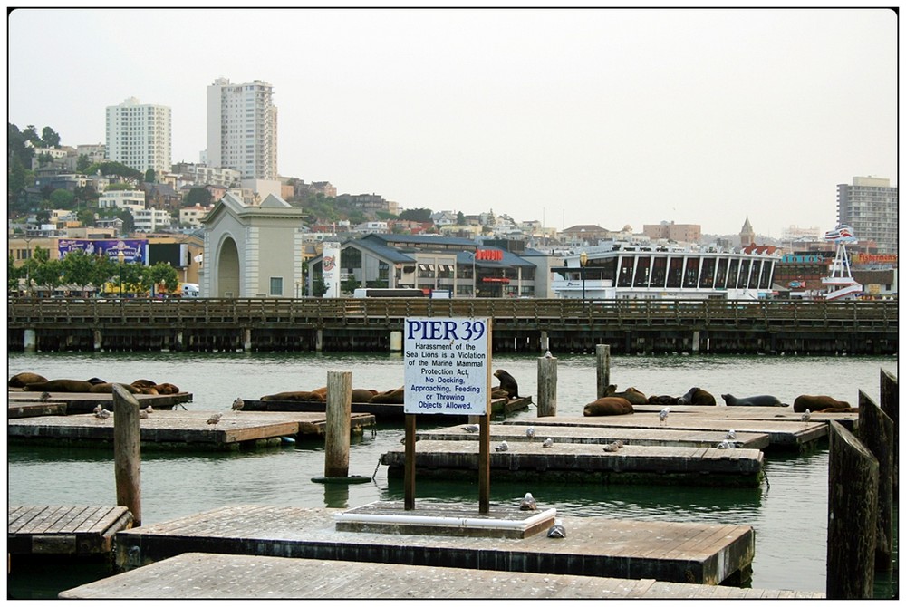 San Francisco IX - Seelöwen am Pier 39