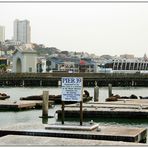 San Francisco IX - Seelöwen am Pier 39