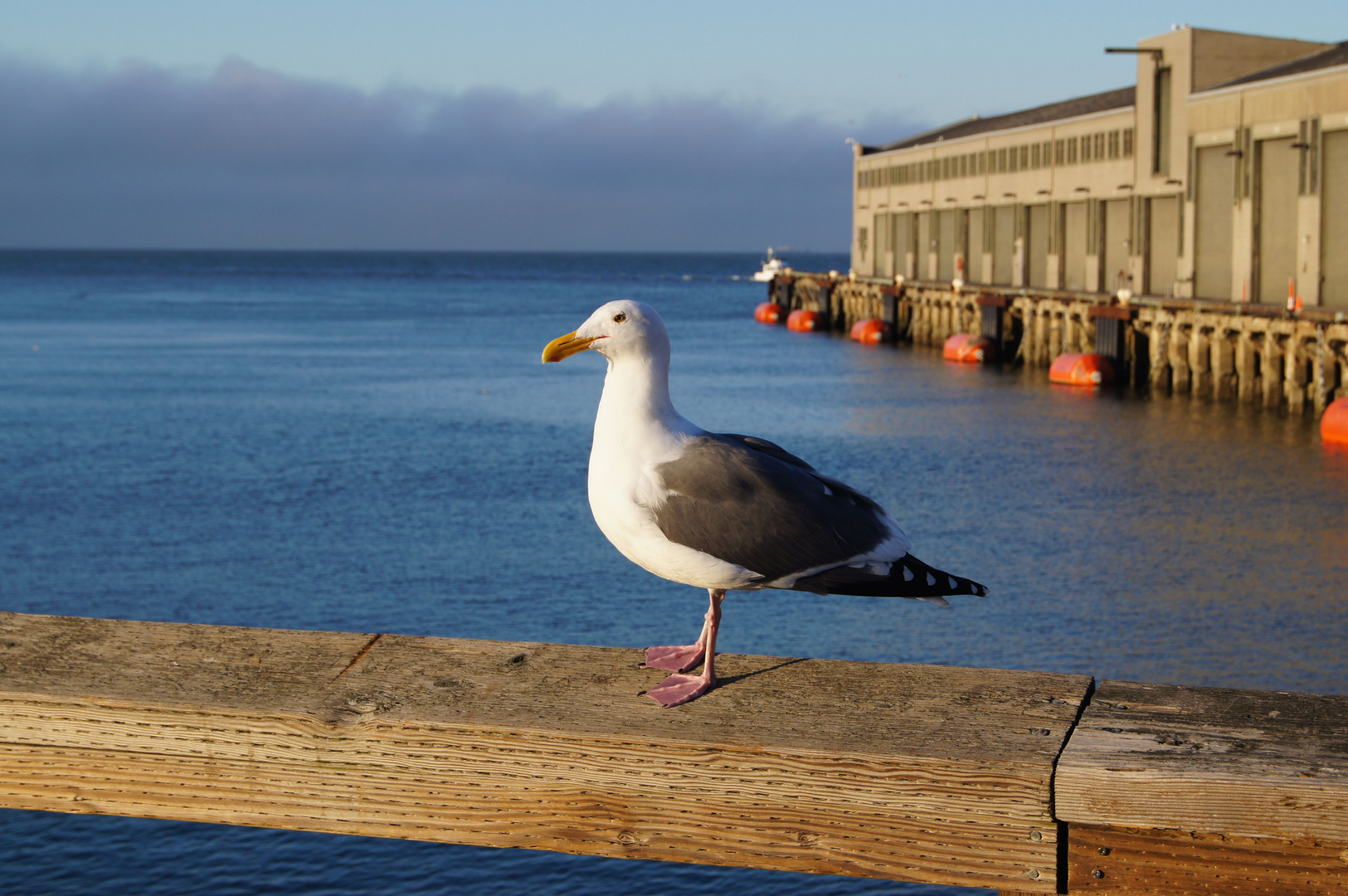 San Francisco Seagull