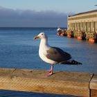 San Francisco Seagull