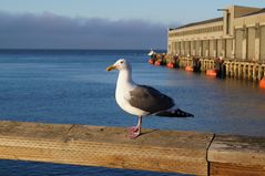 San Francisco Seagull