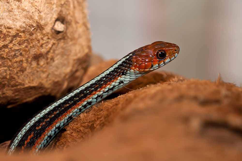 San-Francisco-Strumpfbandnatter (Thamnophis sirtalis tetrataenia)