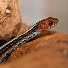 San-Francisco-Strumpfbandnatter (Thamnophis sirtalis tetrataenia)