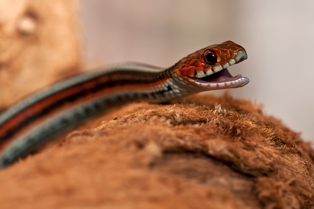 San-Francisco-Strumpfbandnatter (Thamnophis sirtalis tetrataenia)