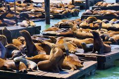 San Francisko Bay Pier 39