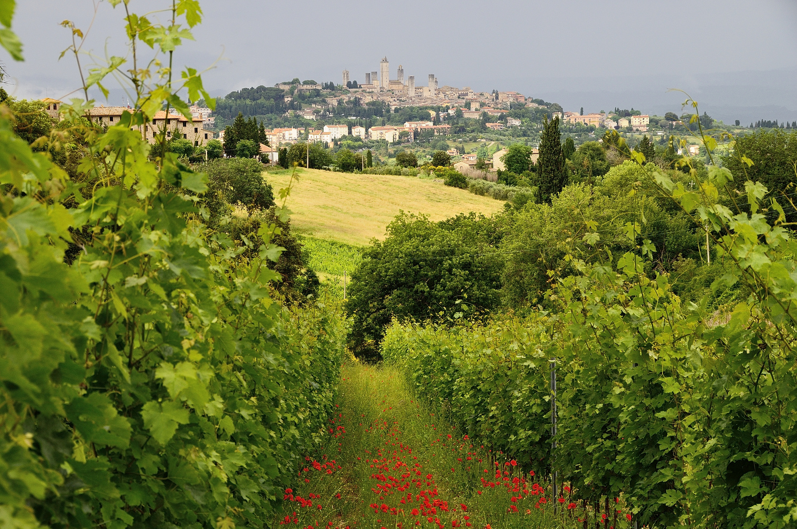 San Gimignano - mit Rotem Mohn und Wein