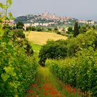 San Gimignano - mit Rotem Mohn und Wein