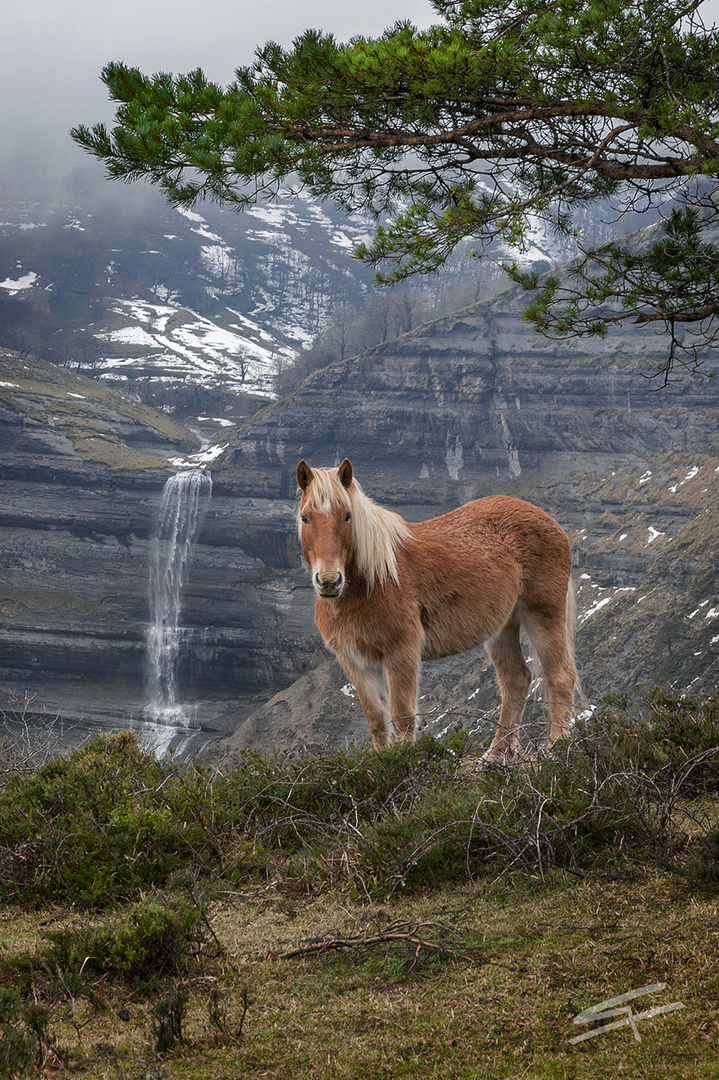 SAN MIGUEL Y EL CABALLO