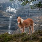 SAN MIGUEL Y EL CABALLO