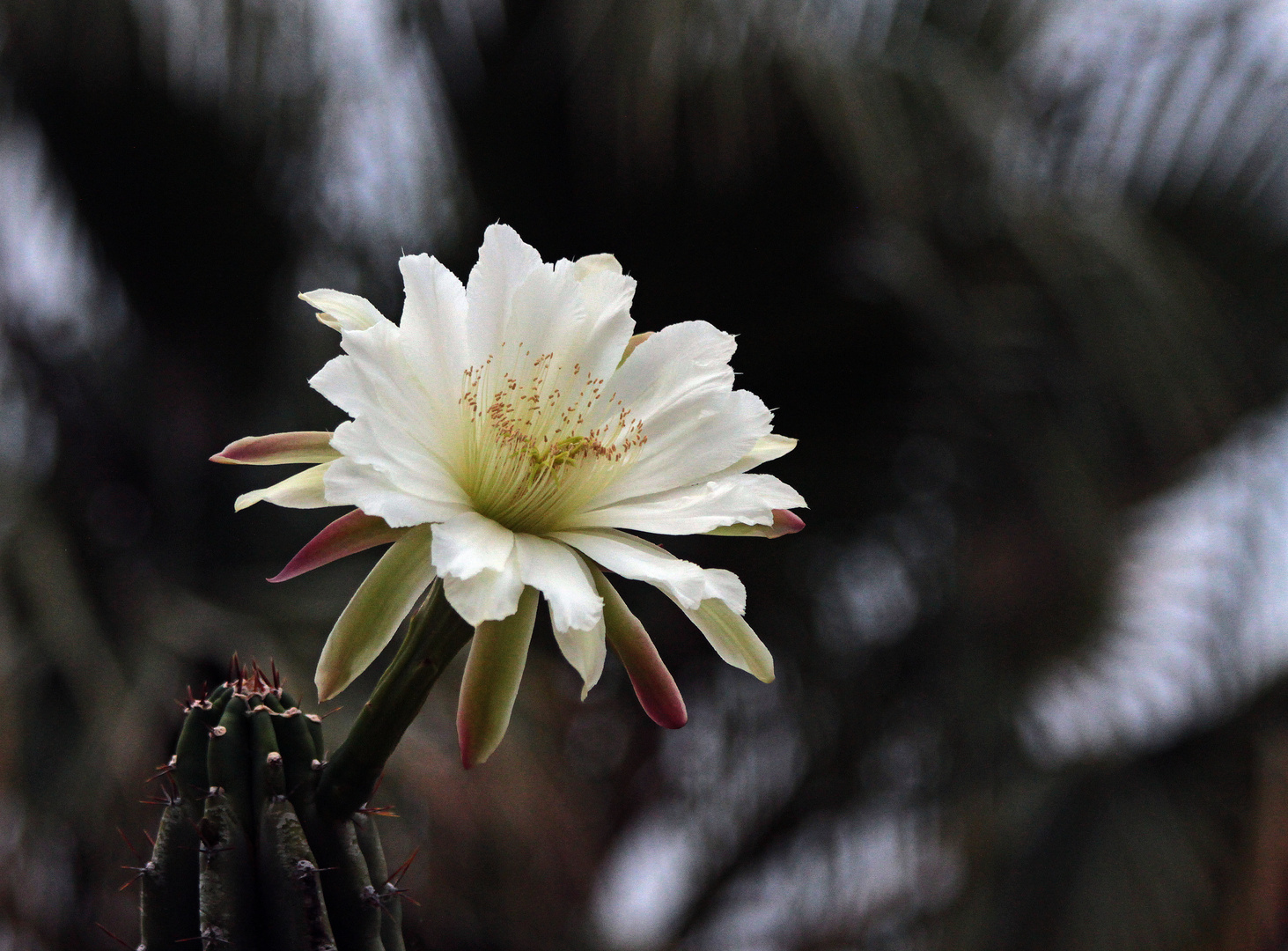 San Pedro Kaktus-Blüte