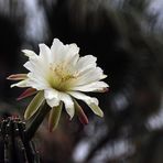 San Pedro Kaktus-Blüte