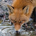 San Pellegrino für den Fuchs....