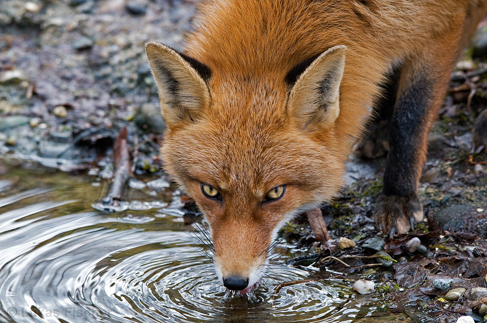 San Pellegrino für den Fuchs....