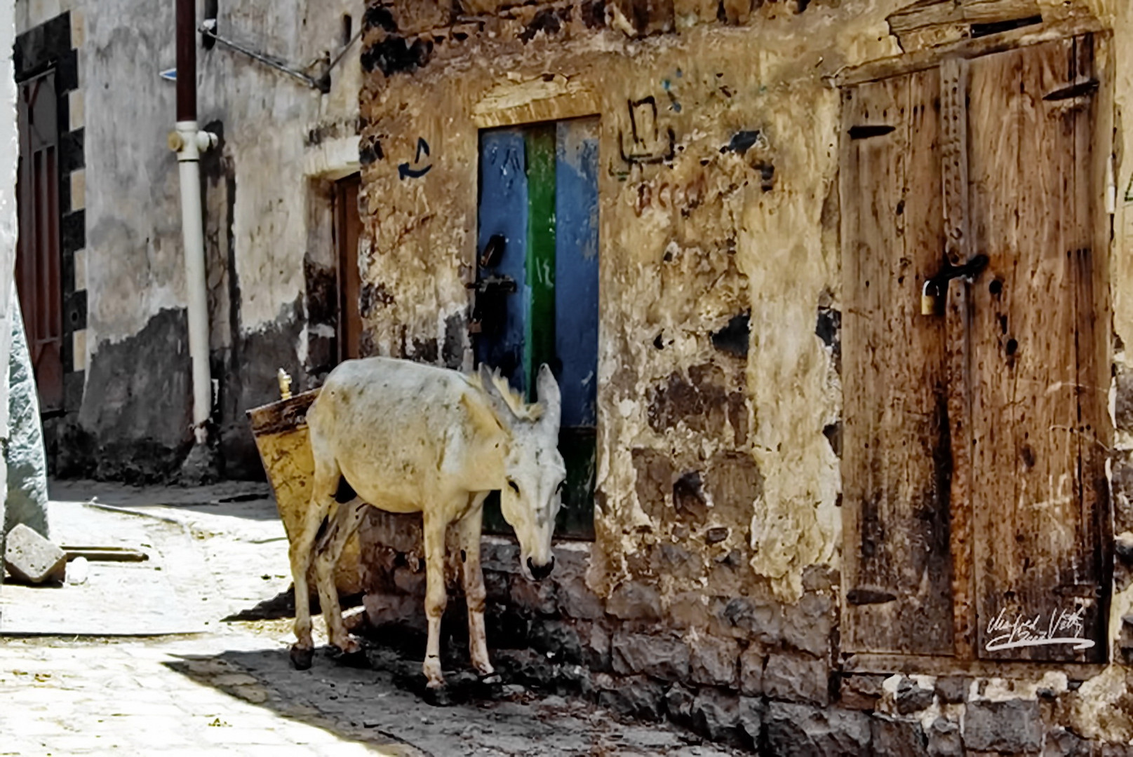 Sana'a: Armer Esel