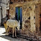 Sana'a: Armer Esel