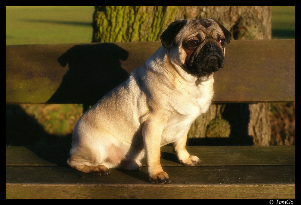 Sancho in der Abendsonne.