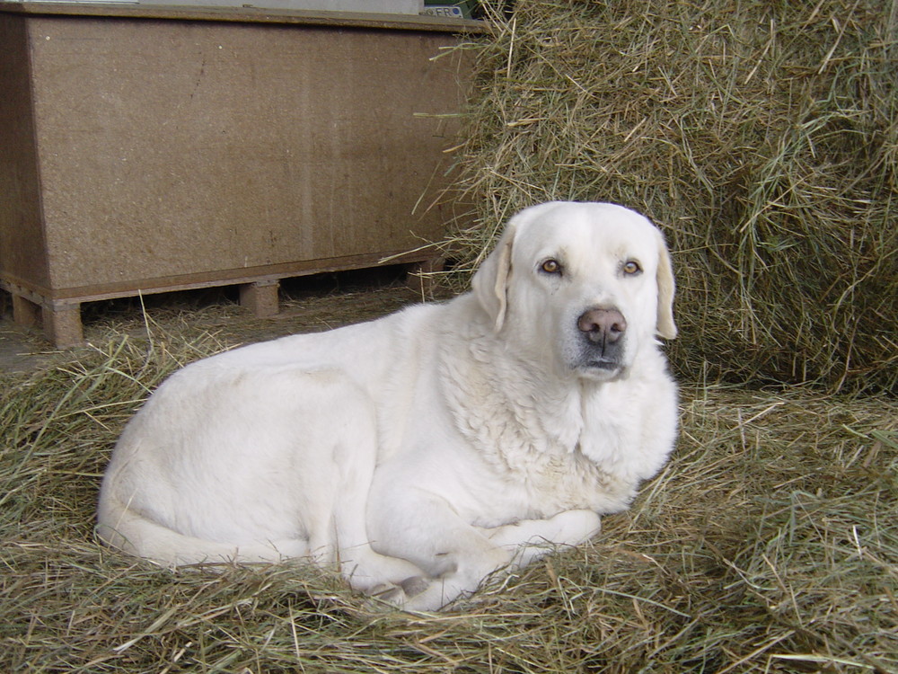 Sancho in seinem "Nest"