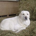 Sancho in seinem "Nest"