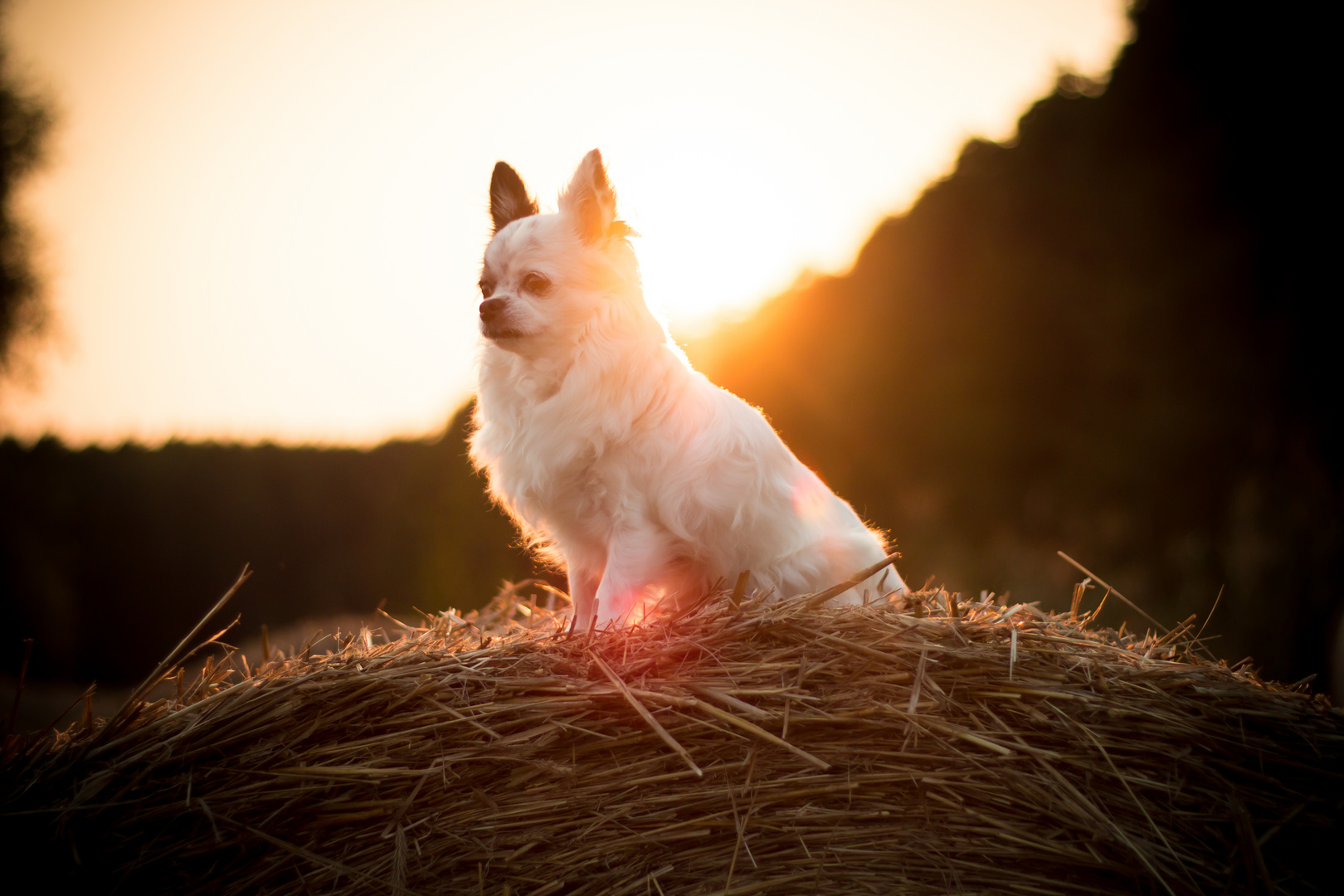 Sancho und der Sonnenuntergang